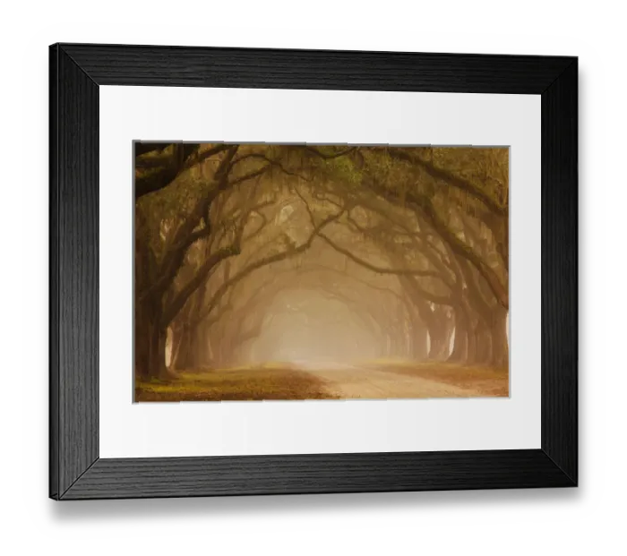 Framed Print : USA; Georgia; Savannah; Fog and Oak trees along drive at Wormsloe Plantation Framed Print : USA; Georgia; Savannah; Fog and Oak trees along drive at Wormsloe Plantation