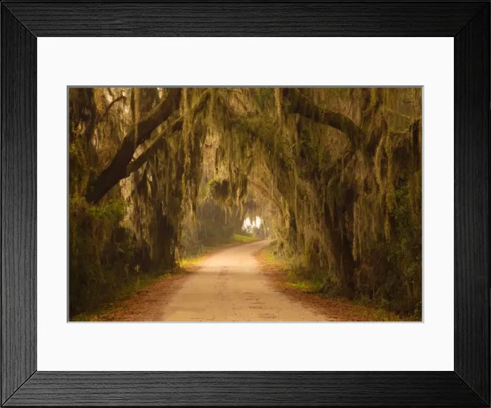 Framed Print : USA; Georgia; Savannah; Savannah Wildlfe Refuge; Moss draped oaks along drive Framed Print : USA; Georgia; Savannah; Savannah Wildlfe Refuge; Moss draped oaks along drive
