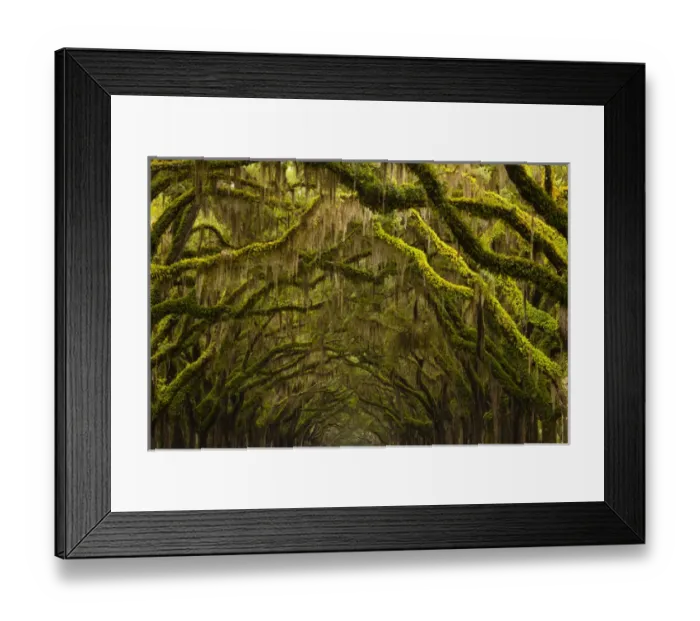 Framed Print : USA; Georgia; Savannah; Oak lined drive at Historic Wormsloe Plantation Framed Print : USA; Georgia; Savannah; Oak lined drive at Historic Wormsloe Plantation