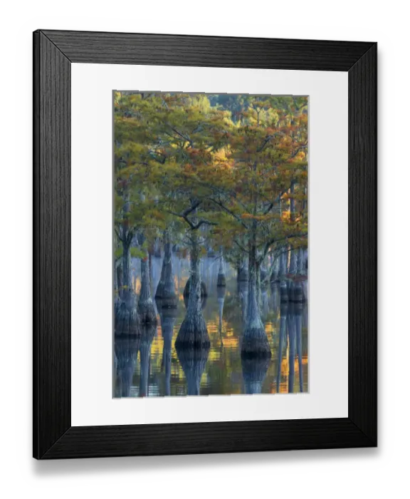 Framed Print : North America, USA, Georgia, George L. Smith State Park, Pond Cyprus (Taxodium ascendens) Framed Print : North America, USA, Georgia, George L. Smith State Park, Pond Cyprus (Taxodium ascendens)