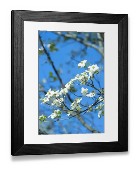 Framed Print : USA, Georgia, Savannah, flowering dogwood Framed Print : USA, Georgia, Savannah, flowering dogwood