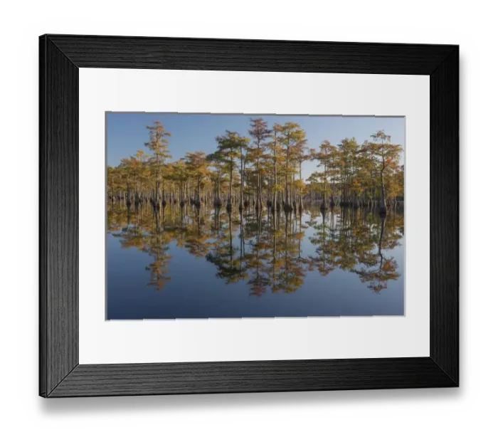 Framed Print : North America, USA, Georgia, George L. Smith State Park, Pond Cyprus (Taxodium ascendens) Framed Print : North America, USA, Georgia, George L. Smith State Park, Pond Cyprus (Taxodium ascendens)