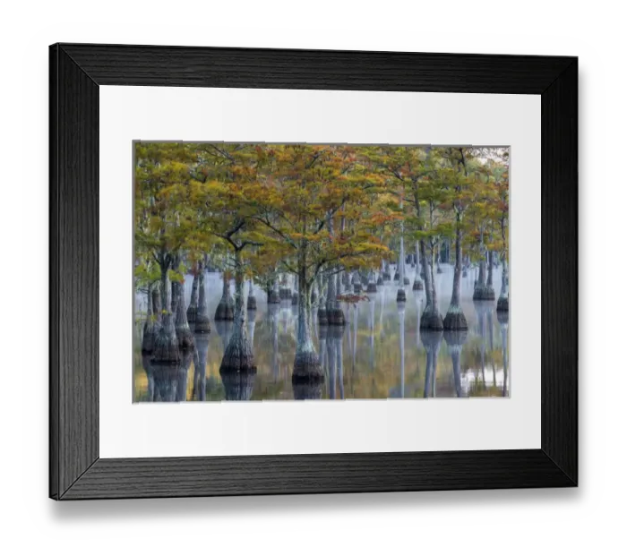 Framed Print : North America, USA, Georgia, George L. Smith State Park, Pond Cyprus (Taxodium ascendens) Framed Print : North America, USA, Georgia, George L. Smith State Park, Pond Cyprus (Taxodium ascendens)
