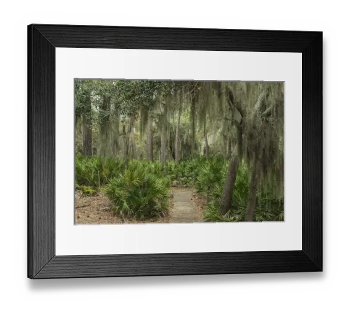 Framed Print : Coastal forest with Spanish moss (Tillandsia usneoides) growing upon Southern Live Oak