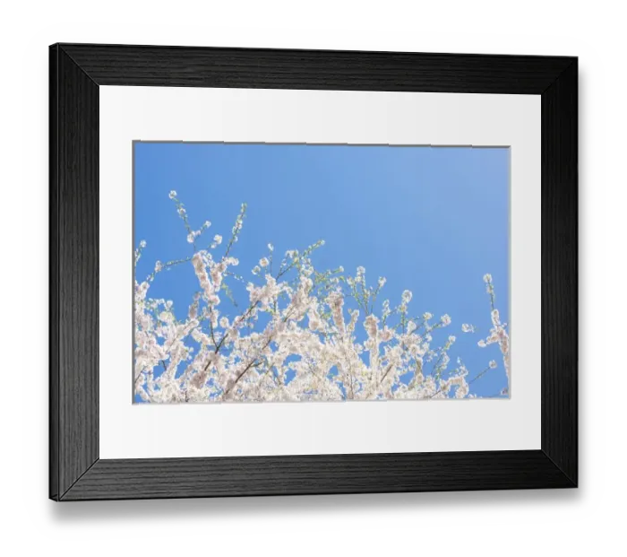 Framed Print : US, GA Sign of spring cherry tree blossoms against blue sky Framed Print : US, GA Sign of spring cherry tree blossoms against blue sky