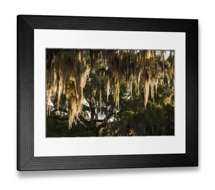 Framed Print : USA, Georgia, Jekyll Island, live oak trees