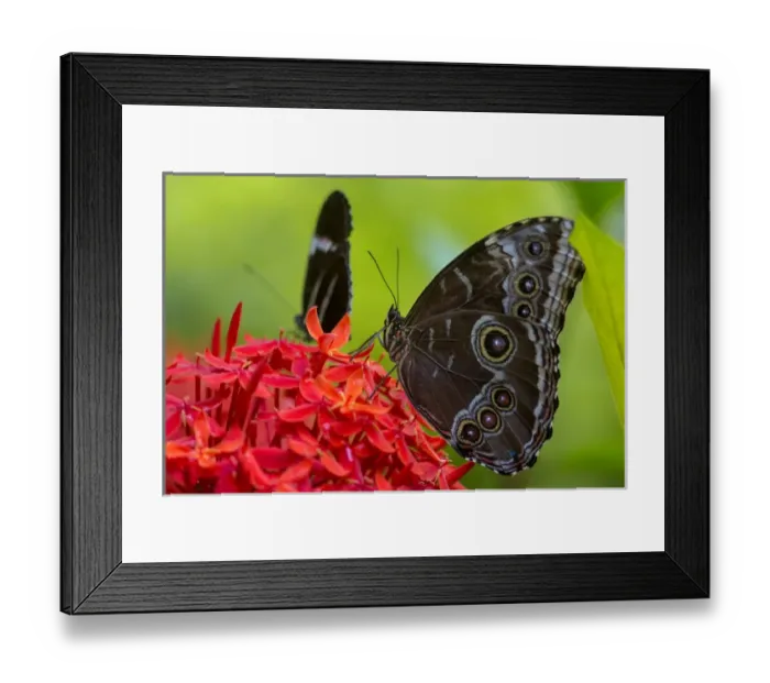 Framed Print : Blue Morpho butterfly (Morpho peleides) at the Butterfly and Nature Conservatory Framed Print : Blue Morpho butterfly (Morpho peleides) at the Butterfly and Nature Conservatory