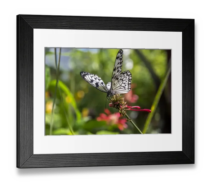 Framed Print : Rice Paper butterfly ( Idea leuconoe) at the Butterfly and Nature Conservatory in Key West Florida Framed Print : Rice Paper butterfly ( Idea leuconoe) at the Butterfly and Nature Conservatory in Key West Florida