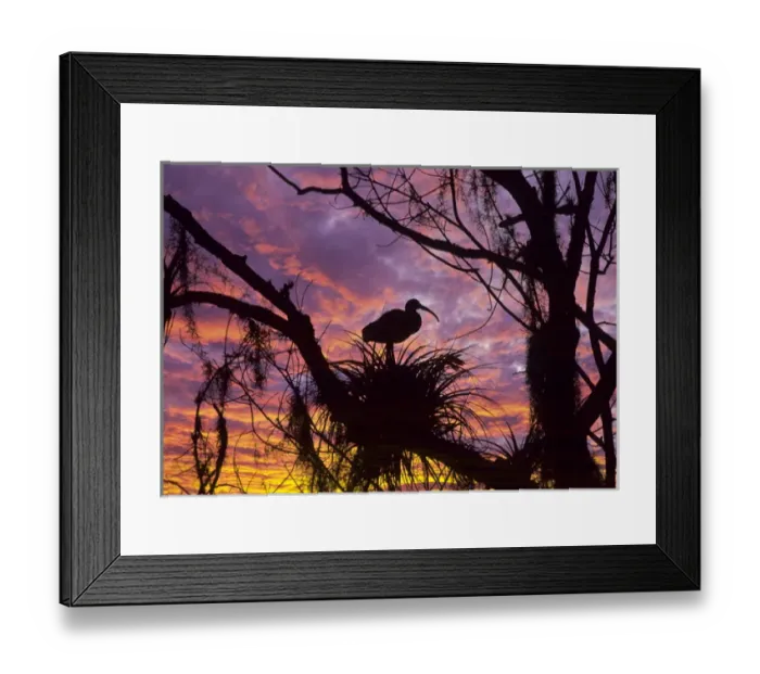 Framed Print : USA, Florida. Ibis on nest at sunset. Credit as: Nancy Rotenberg / Jaynes Gallery / DanitaDelimont Framed Print : USA, Florida. Ibis on nest at sunset. Credit as: Nancy Rotenberg / Jaynes Gallery / DanitaDelimont