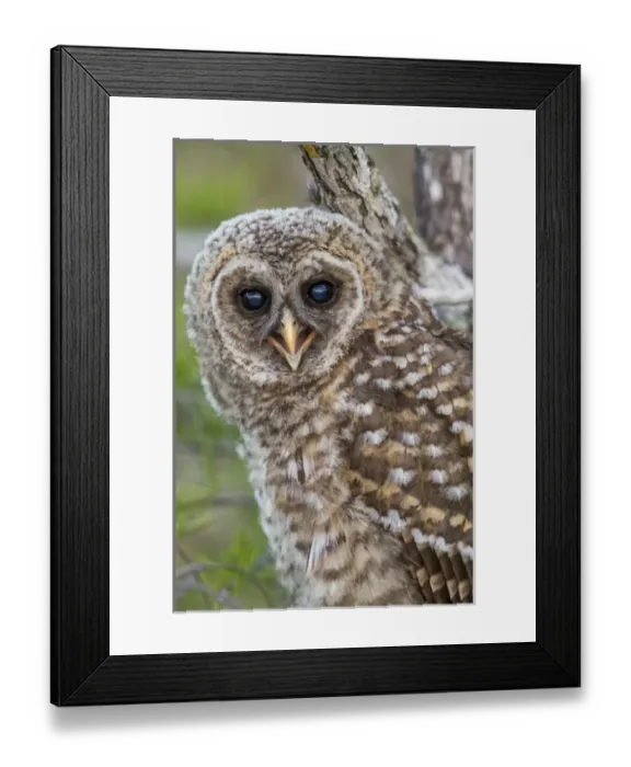 Framed Print : Fledgling barred owl (Strix varia) in Everglades National Park, Florida, USA Framed Print : Fledgling barred owl (Strix varia) in Everglades National Park, Florida, USA