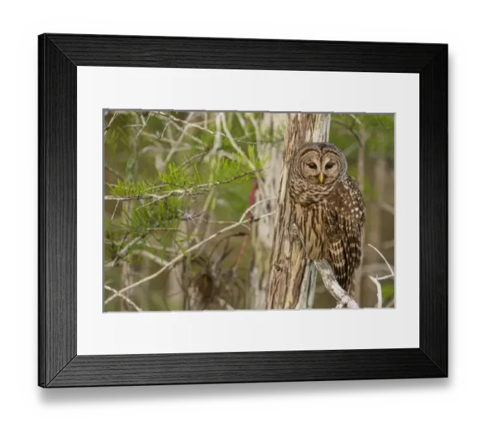 Framed Print : Female barred owl (Strix varia) in Everglades National Park, Florida, USA