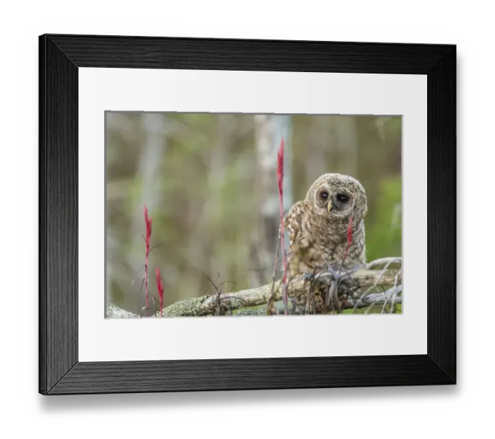 Framed Print : Fledgling barred owl (Strix varia) in Everglades National Park, Florida, USA Framed Print : Fledgling barred owl (Strix varia) in Everglades National Park, Florida, USA