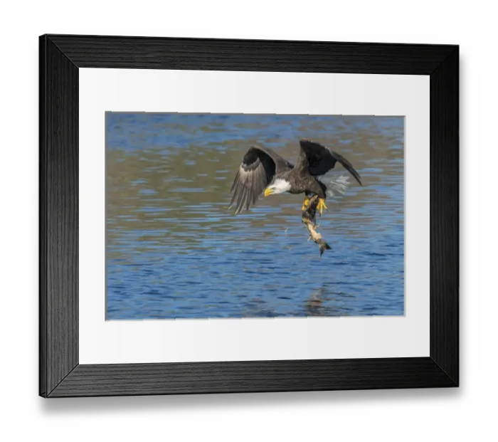Framed Print : USA, Florida, Orange City, St. John River, eagle catching fish