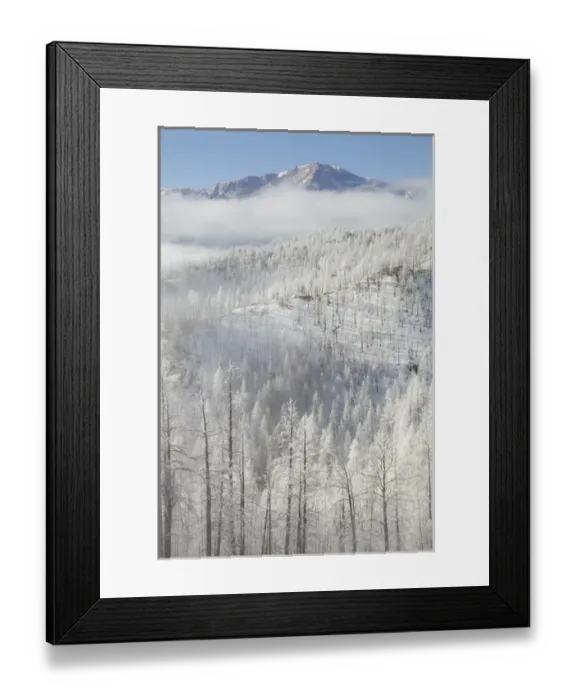 Framed Print : USA, Colorado. Hoarfrost coats the trees of Pike National Forest Framed Print : USA, Colorado. Hoarfrost coats the trees of Pike National Forest