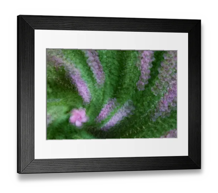 Framed Print : USA, Colorado, Lafayette. Rose of Sharon montage