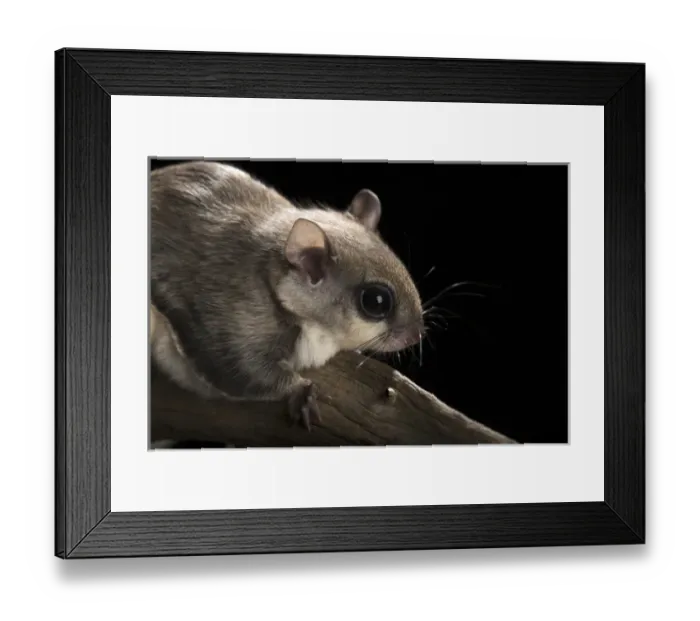 Framed Print : Southern flying squirrel, Glaucomys volans, controlled situation, Florida Framed Print : Southern flying squirrel, Glaucomys volans, controlled situation, Florida