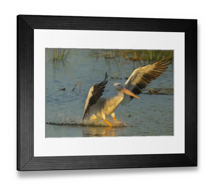 Framed Print : White pelican landing, Pelecanus erythrorhynchos, Viera Wetlands Florida, USA Framed Print : White pelican landing, Pelecanus erythrorhynchos, Viera Wetlands Florida, USA