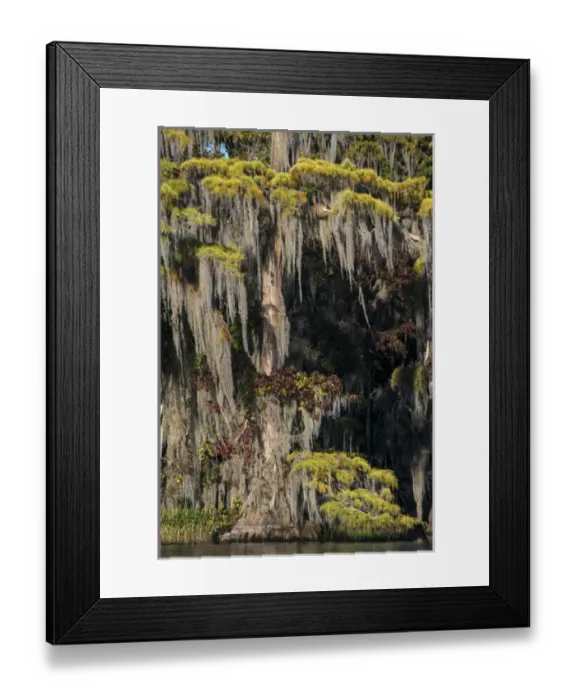 Framed Print : North America, USA, Florida, Pond cyprus (Taxodium ascendens)and Spanish Moss (Tillandsia Framed Print : North America, USA, Florida, Pond cyprus (Taxodium ascendens)and Spanish Moss (Tillandsia
