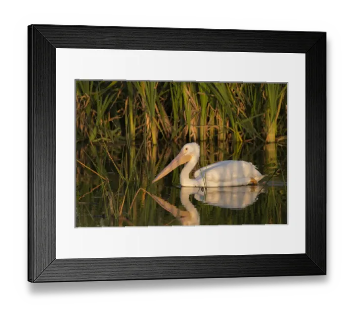 Framed Print : White pelican cruising past the soft-stem bulrush, Pelecanus erythrorhynchos, Viera Framed Print : White pelican cruising past the soft-stem bulrush, Pelecanus erythrorhynchos, Viera