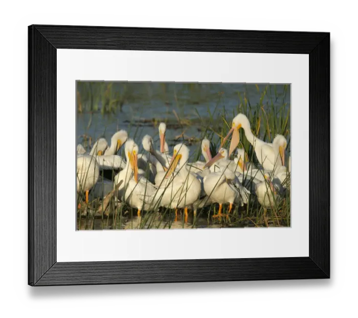 Framed Print : A congregation of White pelicans, Pelecanus erythrorhynchos, Viera Wetlands Florida