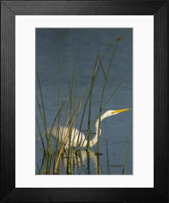 Framed Print : Great egret hunting for its food inside the bulrush, Ardea alba, Viera Wetlands Florida Framed Print : Great egret hunting for its food inside the bulrush, Ardea alba, Viera Wetlands Florida