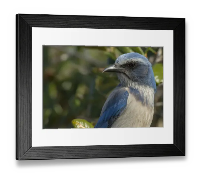 Framed Print : Scrub Jay, Aphelocoma coerulescens, Merritt island NWR, Florida, USA
