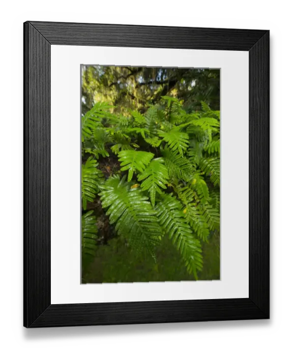 Framed Print : Resurrection fern, Pleopeltis polypodioides, Florida