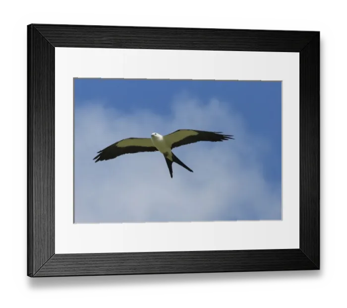 Framed Print : Swallow-tailed kite in flight, Elanoides forficatus, Central Florida, USA