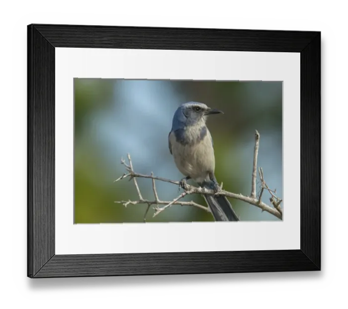 Framed Print : Scrub Jays, Aphelocoma coerulescens, Merritt island NWR, Florida, USA