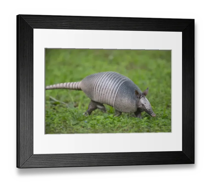 Framed Print : Nine-banded armadillo, or long nose on the run, Dasypus novemcinctus, Florida