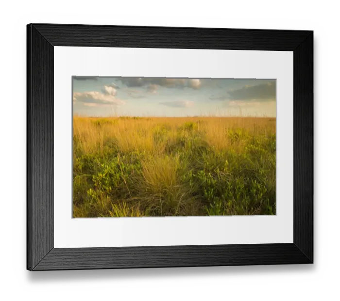 Framed Print : Kissimmee Preserve State Park, Florida Framed Print : Kissimmee Preserve State Park, Florida