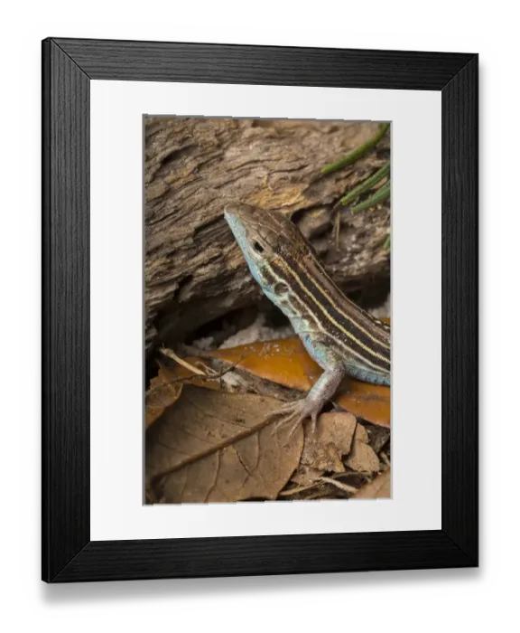 Framed Print : Male six-lined racerunner, Cnemidophorus sexlineatus sexlineatus, Central Florida Framed Print : Male six-lined racerunner, Cnemidophorus sexlineatus sexlineatus, Central Florida