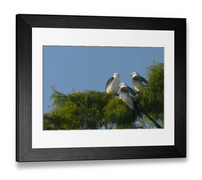 Framed Print : Swallow-tailed kites roosting before migration, Elanoides forficatus, Lake Woodruff NWR Framed Print : Swallow-tailed kites roosting before migration, Elanoides forficatus, Lake Woodruff NWR
