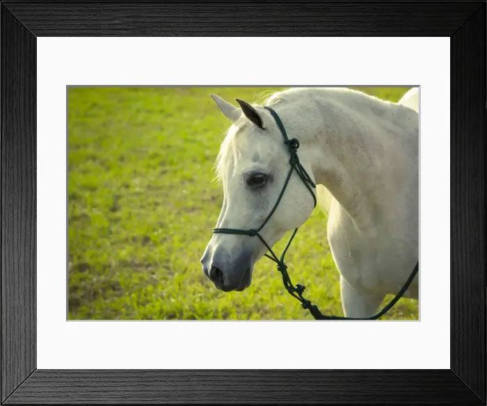 Framed Print : C. N. IBN Laurence, aka Jojo, Registered Bloodlines: Egyptian  /  Davenport Arabian stallion