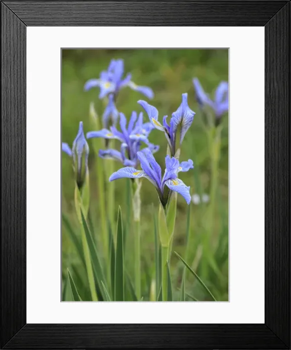 Framed Print : Rocky mountain iris, Iris missouriensis, Valle Vidal, Lookout Canyon, Carson NF Framed Print : Rocky mountain iris, Iris missouriensis, Valle Vidal, Lookout Canyon, Carson NF