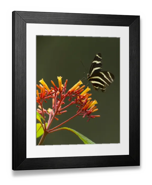 Framed Print : Zebra longwing on fire bush flowers, Hamelia patens, Central Florida Framed Print : Zebra longwing on fire bush flowers, Hamelia patens, Central Florida