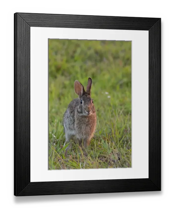 Framed Print : Eastern cottontail, Sylvilagus floridanus, Kissimmee Preserve State Park, Florida