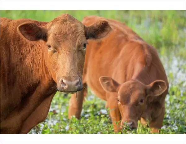 Red angus cow and calf drinking water from pond, Florida