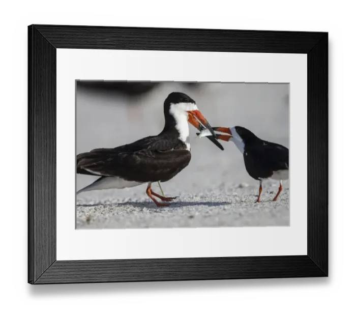Framed Print : Black Skimmer protecting minnow from others, Rynchops niger, Gulf of Mexico, Florida Framed Print : Black Skimmer protecting minnow from others, Rynchops niger, Gulf of Mexico, Florida