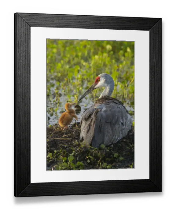 Framed Print : Sandhill cranefeeding first colt in nest, Grus canadensis, Florida, wild Framed Print : Sandhill cranefeeding first colt in nest, Grus canadensis, Florida, wild