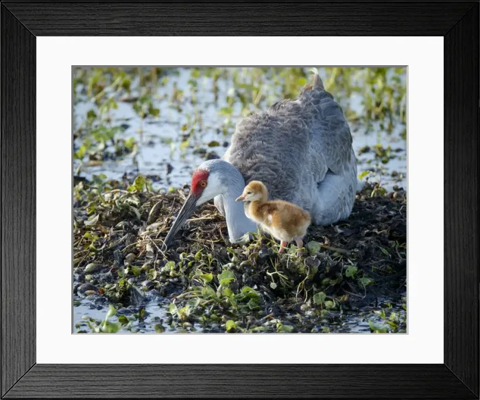 Framed Print : Sandhill crane on nest with 2 day old colt, waiting on second egg to hatch, Grus canadensis Framed Print : Sandhill crane on nest with 2 day old colt, waiting on second egg to hatch, Grus canadensis