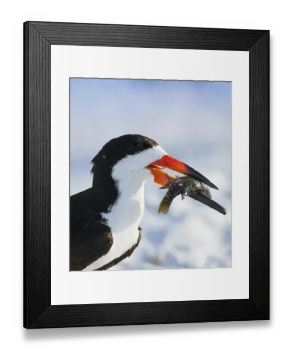 Framed Print : Black Skimmer with food, Rynchops niger, Gulf of Mexico, Florida