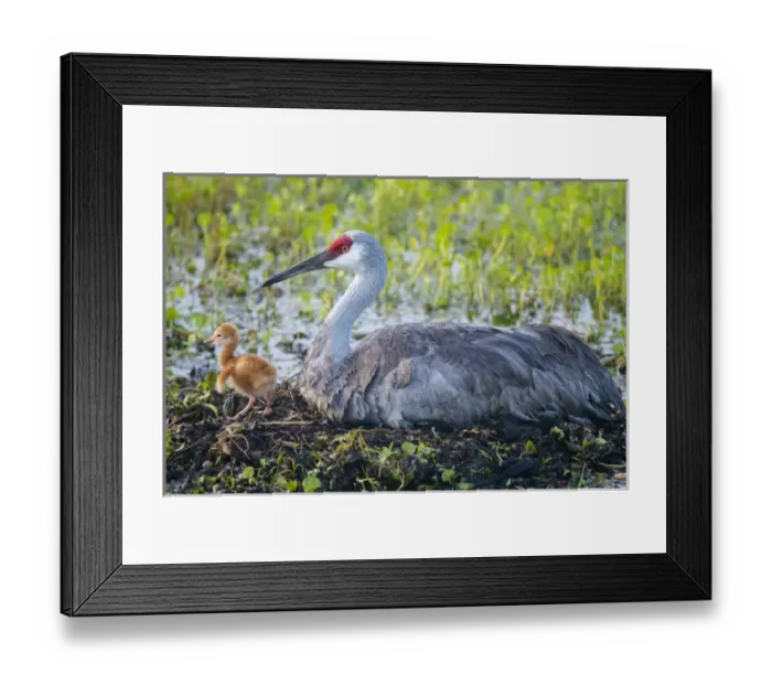 Framed Print : Just hatched, Sandhill crane on nest with first colt, Grus canadensis, Florida, wild Framed Print : Just hatched, Sandhill crane on nest with first colt, Grus canadensis, Florida, wild