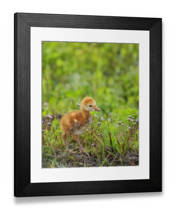 Framed Print : Sandhill crane first colt out foraging, Grus canadensis, Florida, wild Framed Print : Sandhill crane first colt out foraging, Grus canadensis, Florida, wild