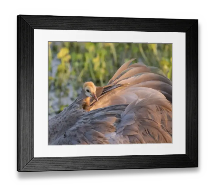 Framed Print : Sandhill crane on nest with baby on back, Grus canadensis, Florida, wild Framed Print : Sandhill crane on nest with baby on back, Grus canadensis, Florida, wild