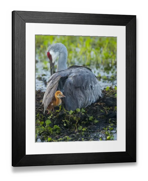 Framed Print : Sandhill crane on nest with colt under wing, Grus canadensis, Florida, wild Framed Print : Sandhill crane on nest with colt under wing, Grus canadensis, Florida, wild