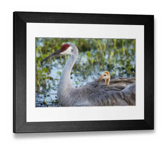 Framed Print : Sandhill crane on nest with baby on back, Grus canadensis, Florida, wild Framed Print : Sandhill crane on nest with baby on back, Grus canadensis, Florida, wild