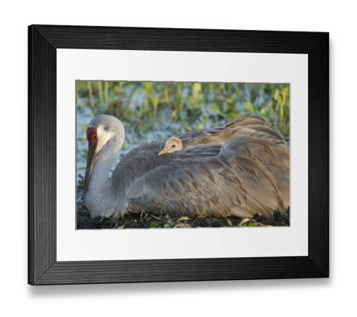 Framed Print : Sandhill crane on nest with baby on back, Grus canadensis, Florida, wild Framed Print : Sandhill crane on nest with baby on back, Grus canadensis, Florida, wild