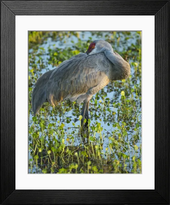Framed Print : Sandhill crane resting, Grus canadensis, Florida, wild Framed Print : Sandhill crane resting, Grus canadensis, Florida, wild