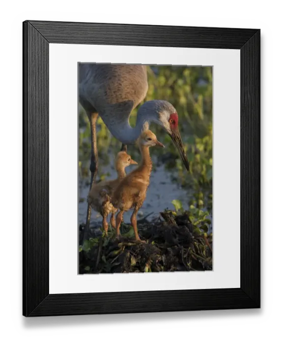 Framed Print : Sandhill crane with both colts on nest, Grus canadensis, Florida, wild Framed Print : Sandhill crane with both colts on nest, Grus canadensis, Florida, wild